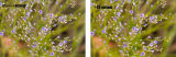 sea lavender_c1->dcam3.jpg