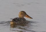 Northern Shoveler