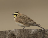 Horned Lark