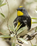 Yellow-rumped Warbler