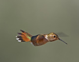 Rufous Hummingbird