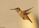 Rufous Hummingbird