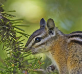 Chipmunk