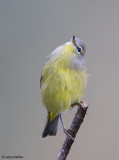 Nashville Warbler