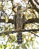 Coopers Hawk