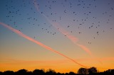 Birds In Sunset