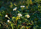 January Daisies