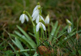 Snowdrops In The Rain