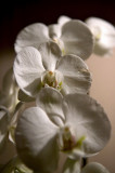 White Orchids