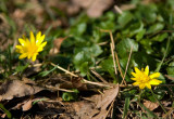 Tiny Flowers