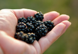 Sweet Blackberries