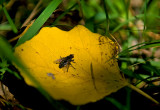 In September Sun