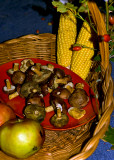 Autumn Harvest