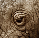 elephants eye.jpg