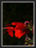 Hope Lost.....................