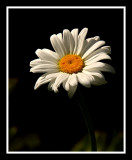 A Light in the Darkness
