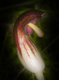 Arisarum vulgare