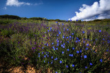 wild flowers