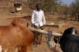 Lyson with oxen Large.jpg