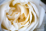 White Rose of York