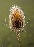 Teasel