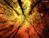 Sunrise Canopy