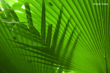 Palm Cross