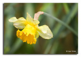 Morning Daff