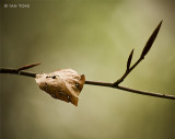 Old Leaf