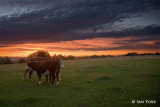 Cows