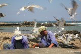 The Birds