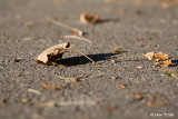 Windfall