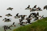 Atlantic Puffins  [Fratercula arctica]