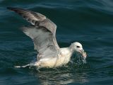 Northern Fulmar [ Fulmarus glacialis]