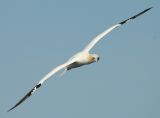  Gannet [Morus bassanus]