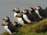 Atlantic Puffins  [Fratercula arctica]