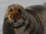 Seals  and Walrusses of Spitsbergen