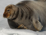 Bearded Seal - Baardrob