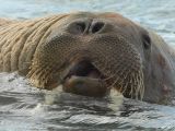 Walruss - Walrus