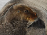 Bearded Seal - Baardrob