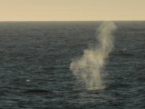  Fin Whale North Atlantic