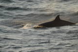  Bottle-nosed Whale.