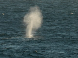  Fin Whale. North Atlanticj