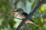 Brownhooded Kingfisher