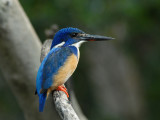 kingfishers of  Africa