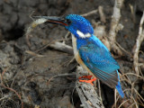 Halfcollared Kingfisher and Shrimp