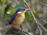 Malachite Kingfisher