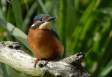 European Kingfisher [ Alcedo atthis]