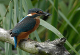 European Kingfisher [ Alcedo atthis]