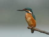 European Kingfisher [ Alcedo atthis]